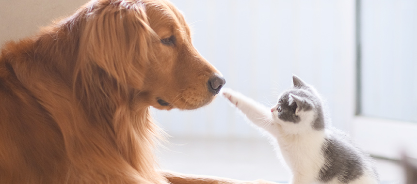 犬と猫